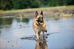 spielender Deutscher Schferhund