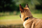 Deutscher Schferhund Portrait