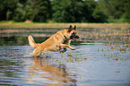 rennender Deutscher Schferhund