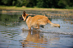 rennender Deutscher Schferhund