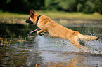 rennender Deutscher Schferhund