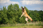 springender Deutscher Schferhund
