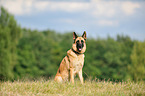 sitzender Deutscher Schferhund