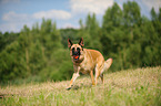 spielender Deutscher Schferhund