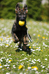 Deutscher Schferhund Welpe auf einer Blumenwiese