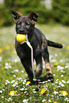 Deutscher Schferhund Welpe auf einer Blumenwiese