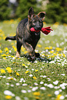 Deutscher Schferhund Welpe auf einer Blumenwiese