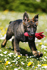 Deutscher Schferhund Welpe auf einer Blumenwiese