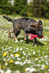 Deutscher Schferhund Welpe auf einer Blumenwiese