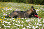 Deutscher Schferhund Welpe auf einer Blumenwiese