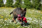 Deutscher Schferhund Welpe auf einer Blumenwiese