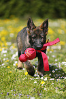 Deutscher Schferhund Welpe auf einer Blumenwiese