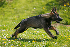 Deutscher Schferhund Welpe auf der Wiese