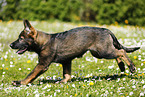 Deutscher Schferhund Welpe auf einer Blumenwiese