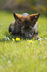 Deutscher Schferhund Welpe auf der Wiese