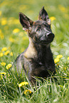 Deutscher Schferhund Welpe auf einer Blumenwiese