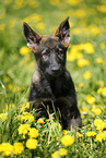 Deutscher Schferhund Welpe auf einer Blumenwiese