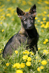 Deutscher Schferhund Welpe auf einer Blumenwiese