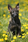 Deutscher Schferhund Welpe auf einer Blumenwiese