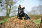 liegender Deutscher Schferhund