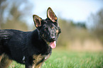 Deutscher Schferhund Portrait