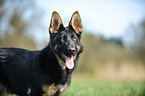 Deutscher Schferhund Portrait