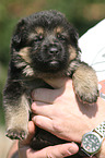 Deutscher Sch�ferhund Welpe