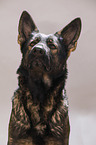 Deutscher Schferhund Portrait