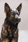 Deutscher Schferhund Portrait