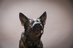 Deutscher Schferhund Portrait