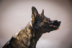 Deutscher Schferhund Portrait