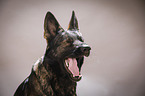 Deutscher Schferhund Portrait