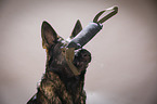 Deutscher Schferhund Portrait