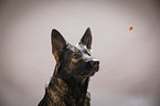 Deutscher Schferhund Portrait