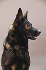 Deutscher Schferhund Portrait