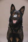 Deutscher Schferhund Portrait