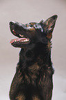 Deutscher Schferhund Portrait