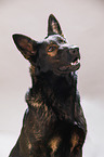 Deutscher Schferhund Portrait