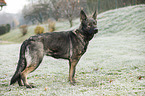 Deutscher Schferhund