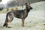 Deutscher Schferhund