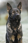 Deutscher Schferhund Portrait