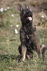 sitzender Deutscher Schferhund Welpe