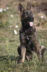 sitzender Deutscher Schferhund Welpe