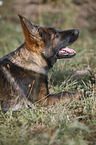 Deutscher Schferhund Welpe liegt auf Wiese