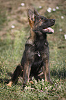 sitzender Deutscher Schferhund Welpe