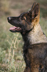 Deutscher Schferhund Portrait