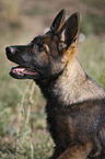 Deutscher Schferhund Portrait