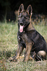 sitzender Deutscher Schferhund Welpe