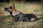 Deutscher Schferhund Welpe liegt auf Wiese