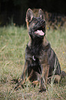 sitzender Deutscher Schferhund Welpe